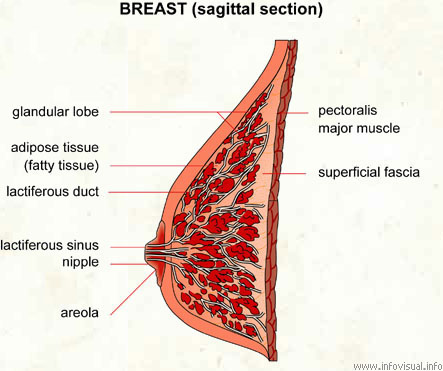 Breast  (Visual Dictionary)